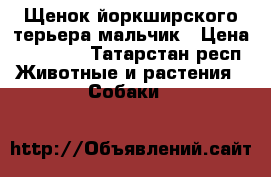 Щенок йоркширского терьера мальчик › Цена ­ 13 000 - Татарстан респ. Животные и растения » Собаки   
